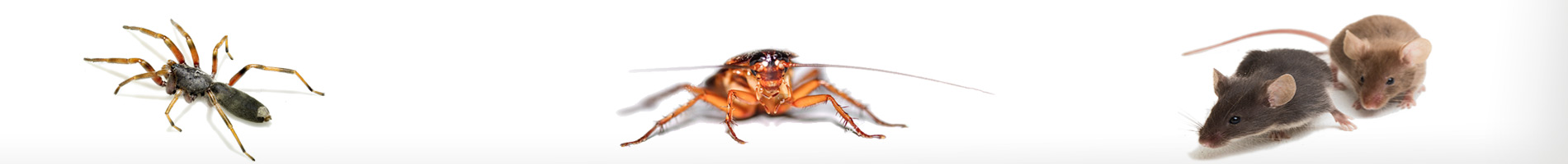 Spiders, Cockroaches, Rats & Mice control
