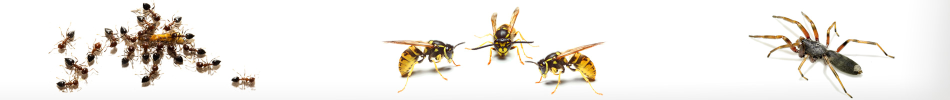 pests nz